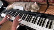 主人弹着钢琴,猫趴在上面睡觉,这一幕看入迷了